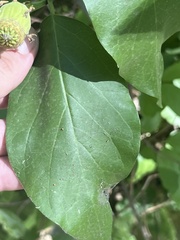 Calycanthus occidentalis