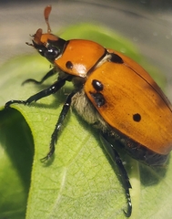 Pelidnota punctata