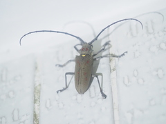 Batocera rufomaculata