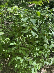 Calycanthus occidentalis