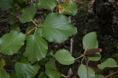 Betula occidentalis