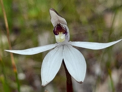 Caladenia saccharata