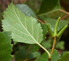 Betula occidentalis