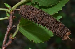 Betula occidentalis