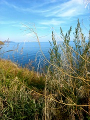 Sisymbrium heteromallum