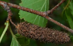 Betula occidentalis