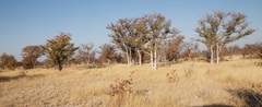 Colophospermum mopane image