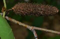 Betula occidentalis