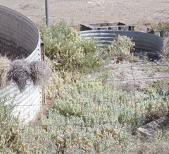 Atriplex lindleyi inflata