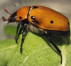 Pelidnota punctata