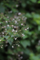 Lamiaceae