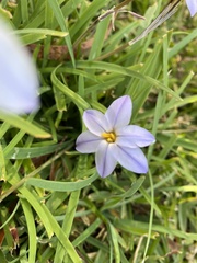 Ipheion uniflorum
