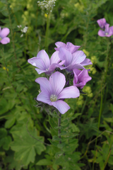 Linum hypericifolium