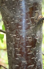 Betula occidentalis