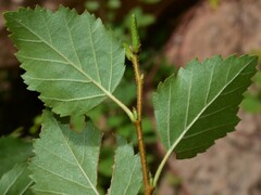 Betula occidentalis