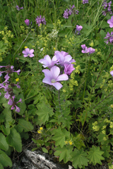 Linum hypericifolium