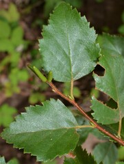 Betula occidentalis