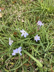 Ipheion uniflorum