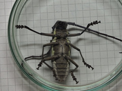 Batocera rufomaculata
