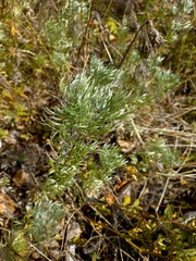 Artemisia sericea