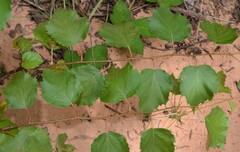 Betula occidentalis