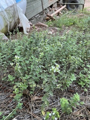 Origanum