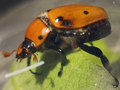 Pelidnota punctata