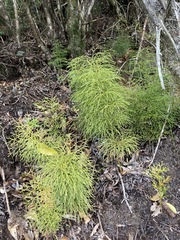 Lycopodium deuterodensum