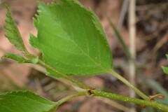Betula occidentalis