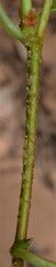 Betula occidentalis