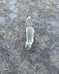 Urocitellus richardsonii