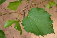 Betula occidentalis