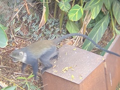 Cercopithecus mitis kolbi