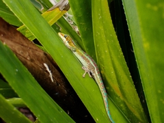 Phelsuma borbonica