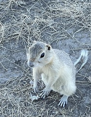 Urocitellus richardsonii