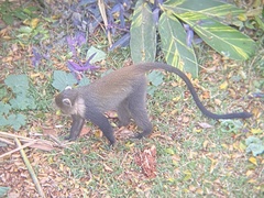 Cercopithecus mitis kolbi