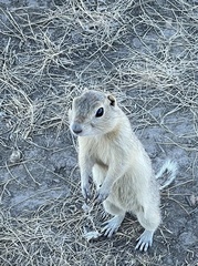 Urocitellus richardsonii