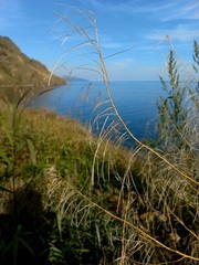 Sisymbrium heteromallum