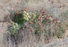 Lessertia frutescens