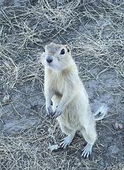 Urocitellus richardsonii