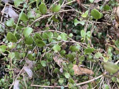 Gaultheria antipoda