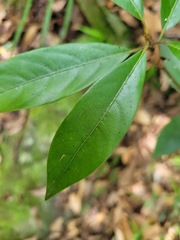 Cryptocarya concinna