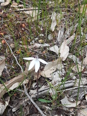 Caladenia saccharata