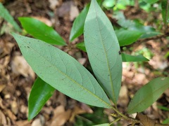 Cryptocarya concinna