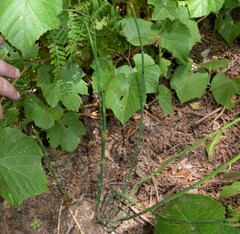 Equisetum laevigatum