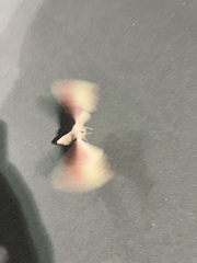 Pachysphinx occidentalis