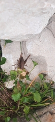 Orthoptera