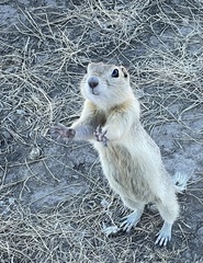 Urocitellus richardsonii