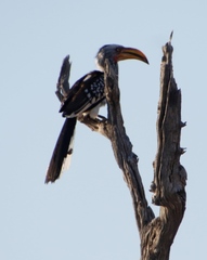 Tockus leucomelas leucomelas