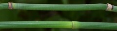 Equisetum laevigatum